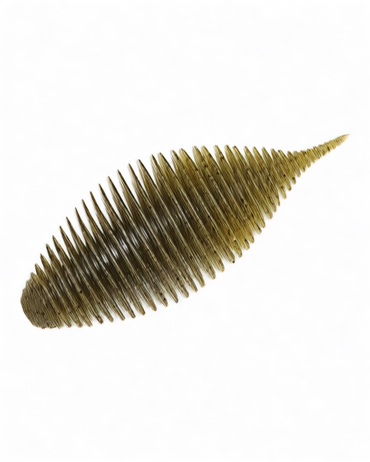 Bellow Gill 2,8p